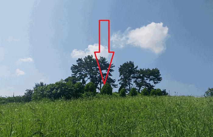 전북특별자치도 정읍시 신태인읍 양괴리 2081 임야 경매 사진 7