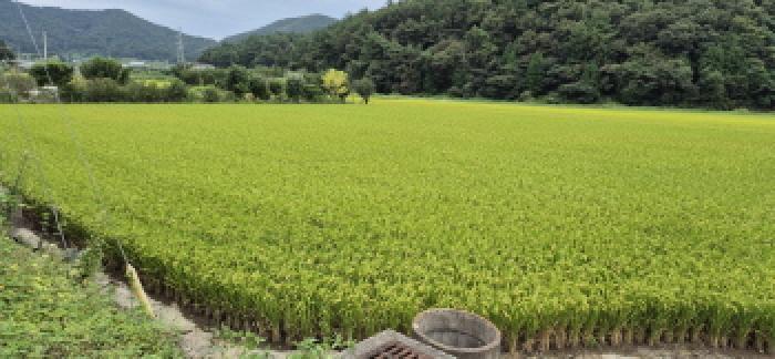 경상남도 고성군 하이면 덕호리 583-2 답 경매 사진 10