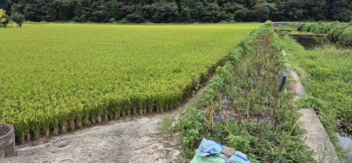 경상남도 고성군 하이면 덕호리 583-2 답 경매 사진 11