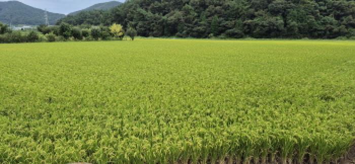경상남도 고성군 하이면 덕호리 583-2 답 경매 사진 12