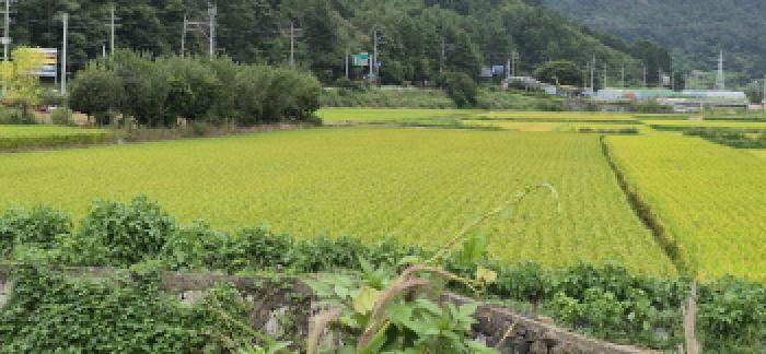 경상남도 고성군 하이면 덕호리 583-2 답 경매 사진 14