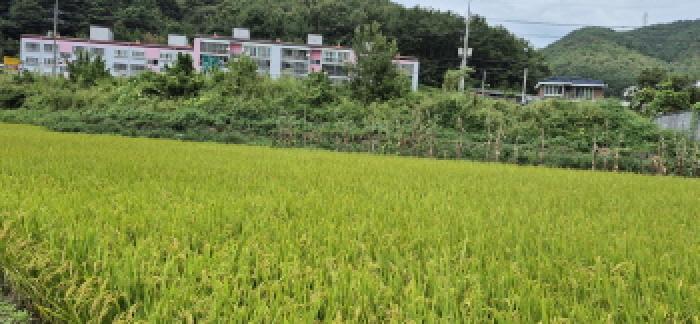 경상남도 고성군 하이면 덕호리 583-2 답 경매 사진 22