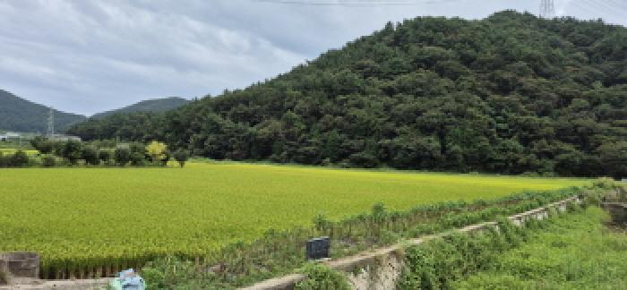 경상남도 고성군 하이면 덕호리 583-2 답 경매 사진 6