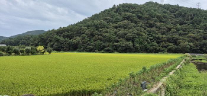 경상남도 고성군 하이면 덕호리 583-2 답 경매 사진 8