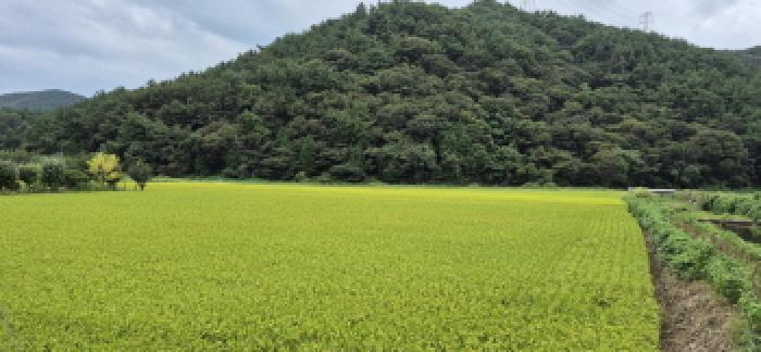 경상남도 고성군 하이면 덕호리 583-2 답 경매 사진 9