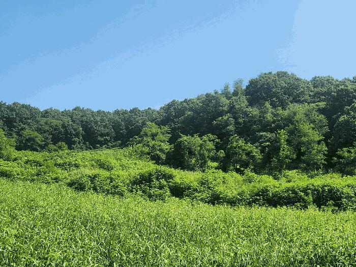 경기도 연천군 왕징면 동중리 산97 임야 경매 사진 2