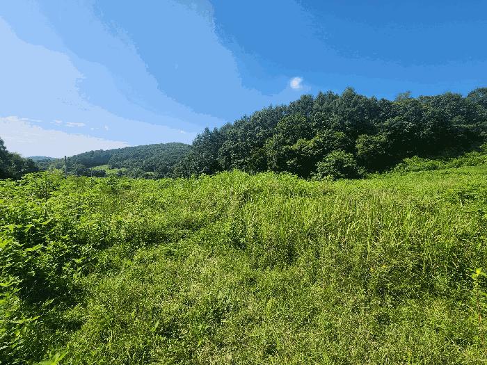경기도 연천군 왕징면 동중리 산97 임야 경매 사진 4