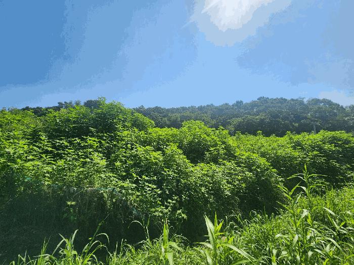 경기도 연천군 왕징면 동중리 산97 임야 경매 사진 5