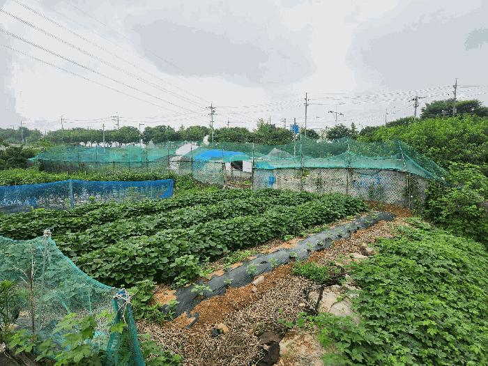 경기도 안산시 단원구 신길동 216-126 전 경매 사진 2