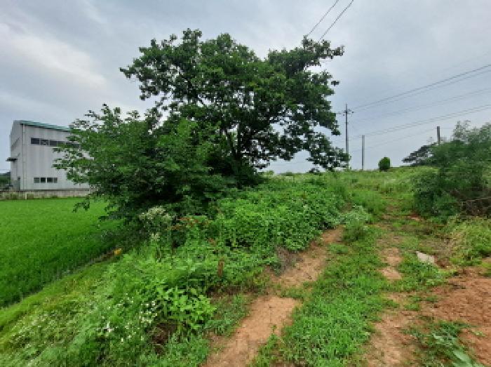 충청남도 당진시 송악읍 부곡리 354-4 답 경매 사진 7