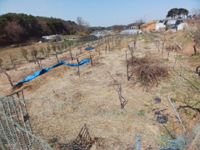 충청남도 서산시 운산면 와우리 402 전 경매 사진 34