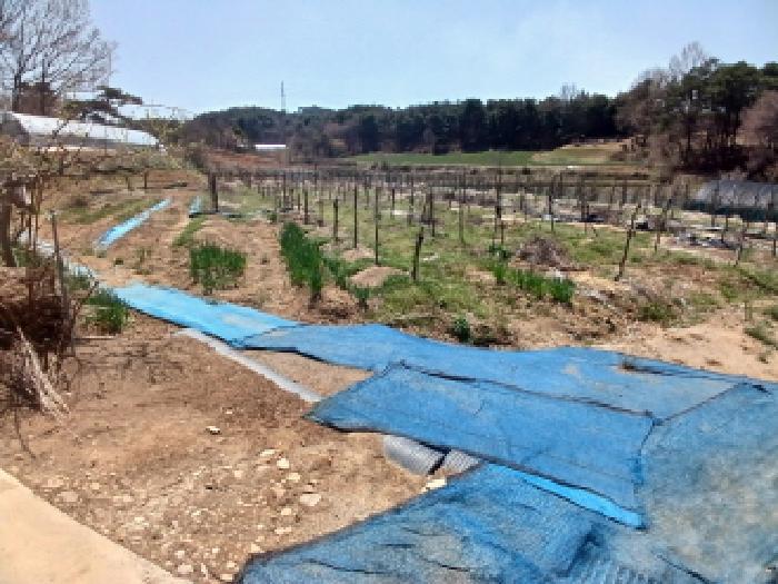 충청남도 서산시 운산면 와우리 668-2 임야 경매 사진 33