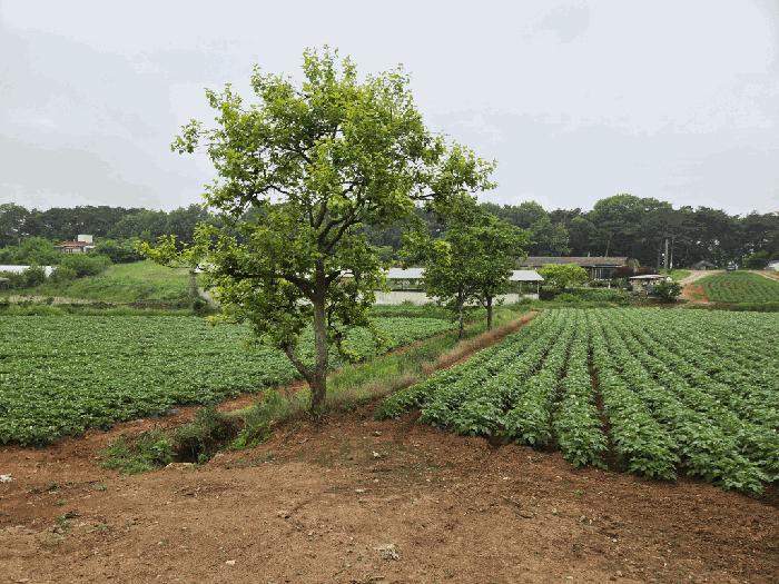 충청남도 당진시 송악읍 부곡리 362-1 전 경매 사진 5