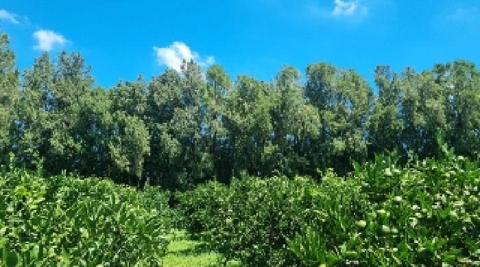 제주특별자치도 제주시 조천읍 함덕리 1990 전 경매 사진 12