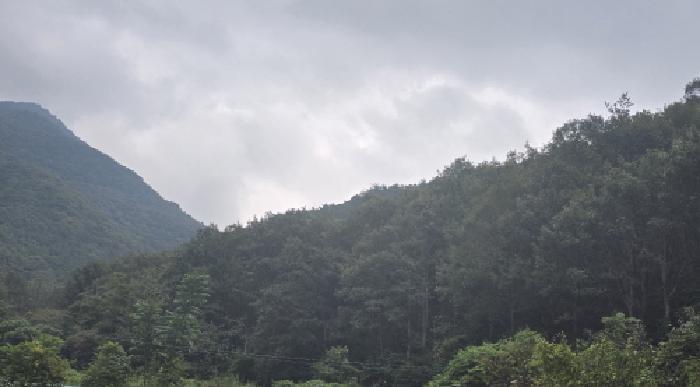 경상남도 양산시 원동면 원리 산112 임야 경매 사진 2