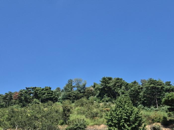 울산광역시 울주군 청량읍 율리 산134-9 임야 경매 사진 10