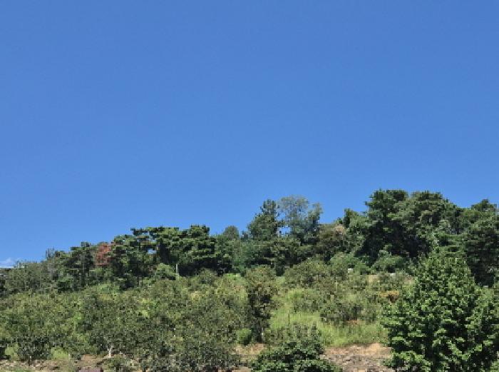 울산광역시 울주군 청량읍 율리 산134-9 임야 경매 사진 9