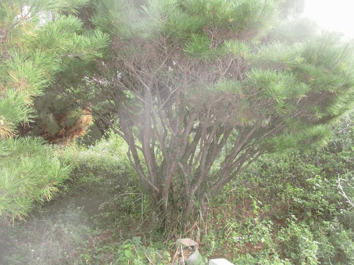 경상북도 경주시 외동읍 입실리 281-2 답 경매 사진 20