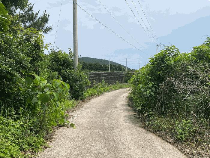 제주특별자치도 서귀포시 성산읍 시흥리 2595 임야 경매 사진 3
