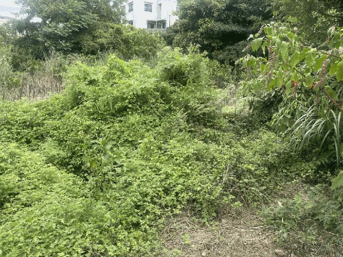 제주특별자치도 서귀포시 대정읍 보성리 160 임야 경매 사진 9