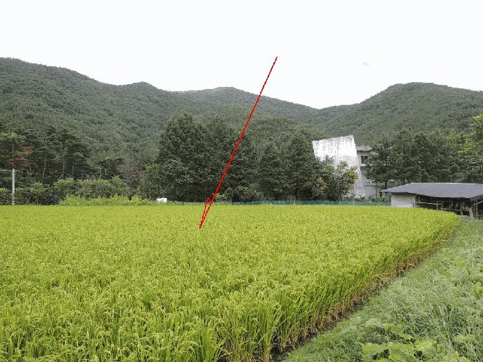 울산광역시 울주군 범서읍 척과리 386-4 답 경매 사진 4