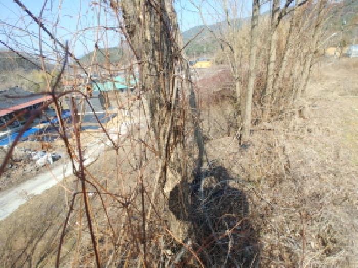 충청남도 금산군 남일면 신정리 619 전 경매 사진 49