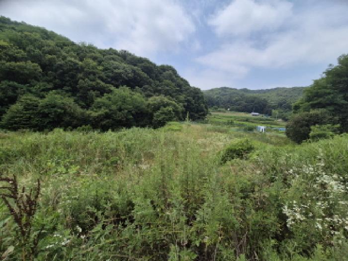 세종특별자치시 조치원읍 봉산리 239 답 경매 사진 4