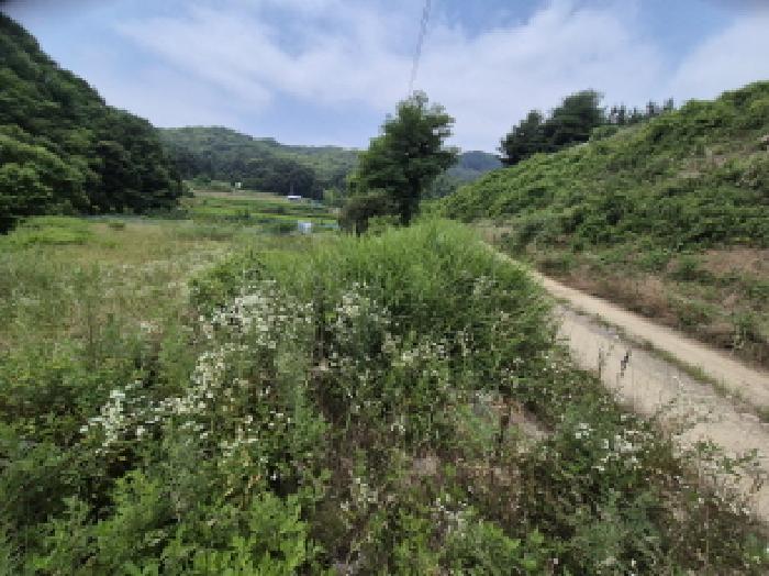 세종특별자치시 조치원읍 봉산리 239 답 경매 사진 5