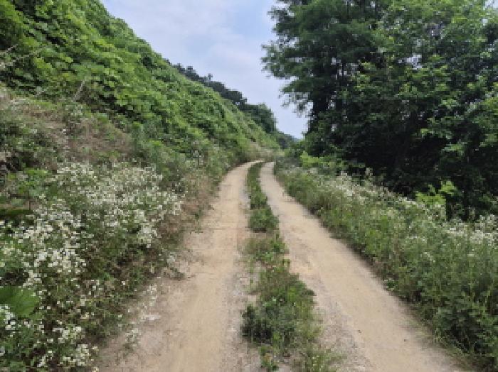 세종특별자치시 조치원읍 봉산리 239 답 경매 사진 7