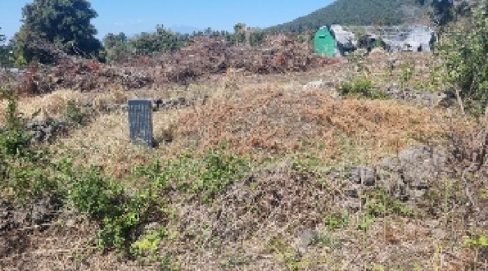 제주특별자치도 서귀포시 표선면 토산리 264-3 과수원 경매 사진 24