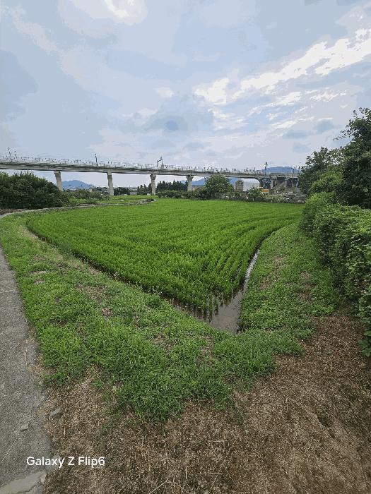 경상남도 김해시 진례면 산본리 852 답 경매 사진 2