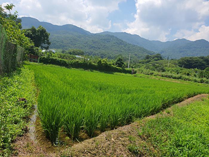 경상남도 김해시 진례면 산본리 852 답 경매 사진 9