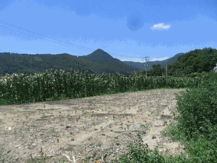 경상남도 김해시 대동면 주동리 999-18 답 경매 사진 1