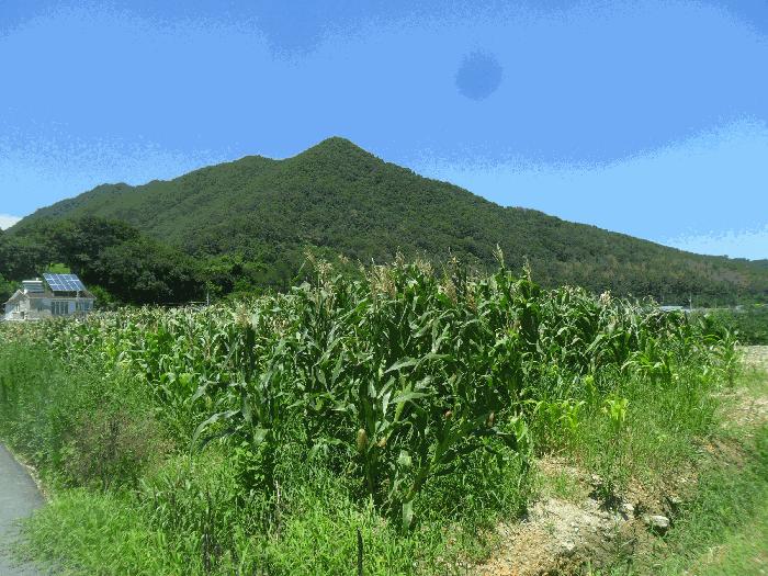 경상남도 김해시 대동면 주동리 999-18 답 경매 사진 2