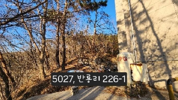 부산광역시 기장군 장안읍 반룡리 226-1 임야 경매 사진 11