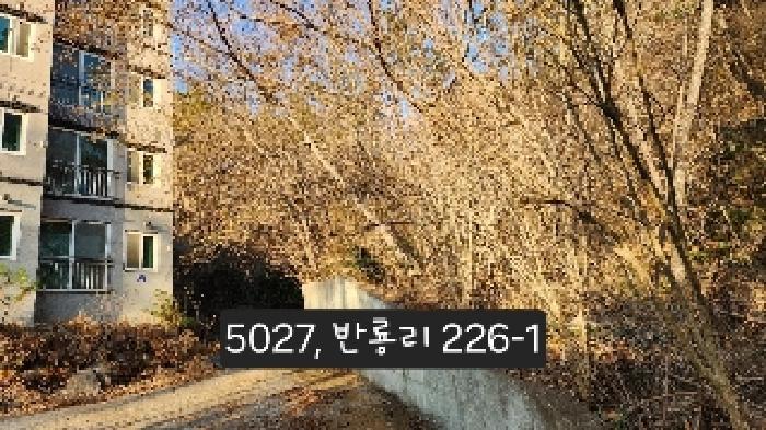 부산광역시 기장군 장안읍 반룡리 226-1 임야 경매 사진 16