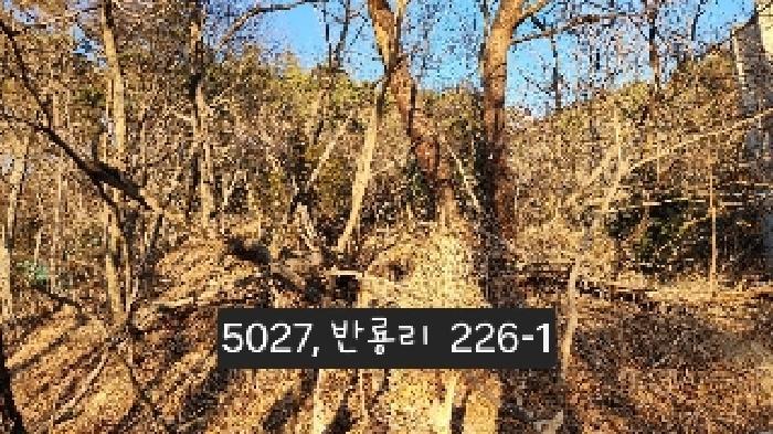 부산광역시 기장군 장안읍 반룡리 226-1 임야 경매 사진 18