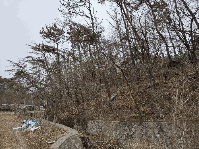 부산광역시 기장군 장안읍 반룡리 226-1 임야 경매 사진 3