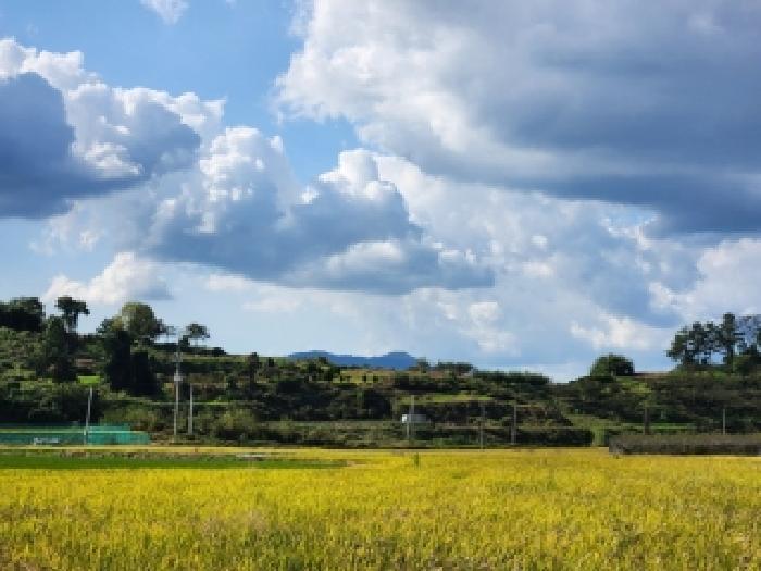전라남도 나주시 봉황면 와우리 458 답 경매 사진 51