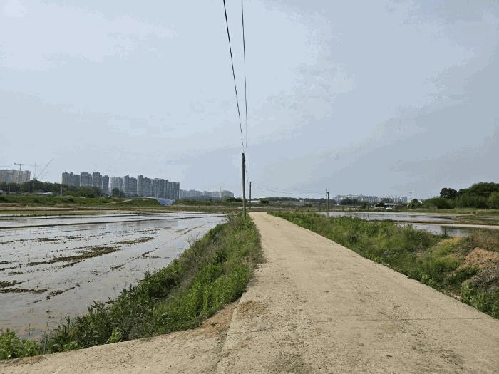 경기도 평택시 현덕면 도대리 295-6 답 경매 사진 2