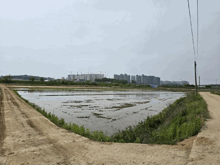 경기도 평택시 현덕면 도대리 295-6 답 경매 사진 4
