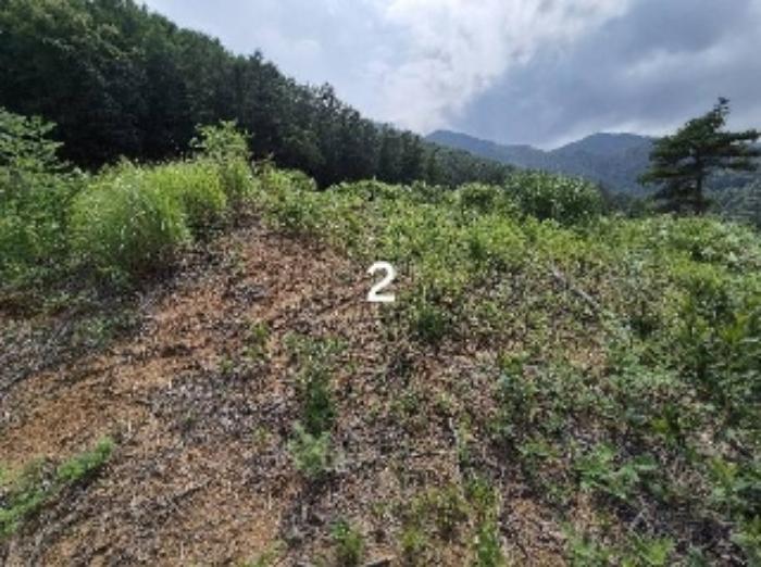 경기도 양평군 강상면 세월리 산35 임야 경매 사진 14