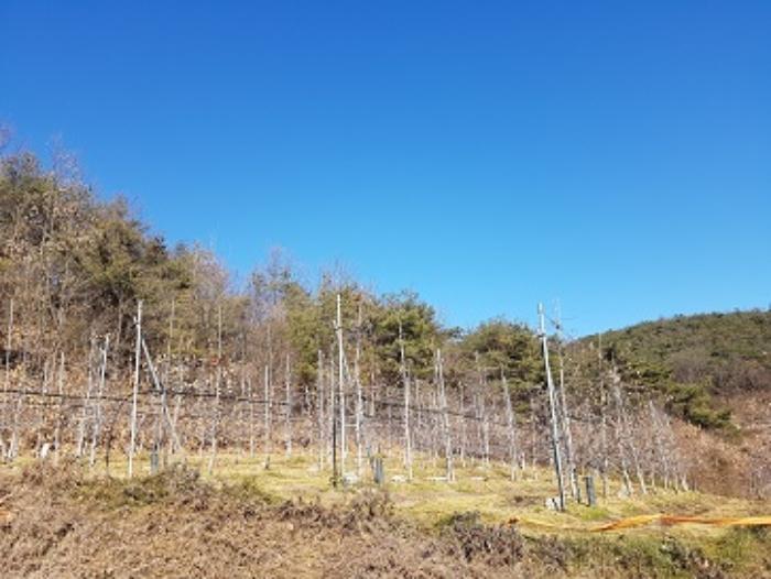 경상북도 청송군 현서면 화목리 산61 임야 경매 사진 11