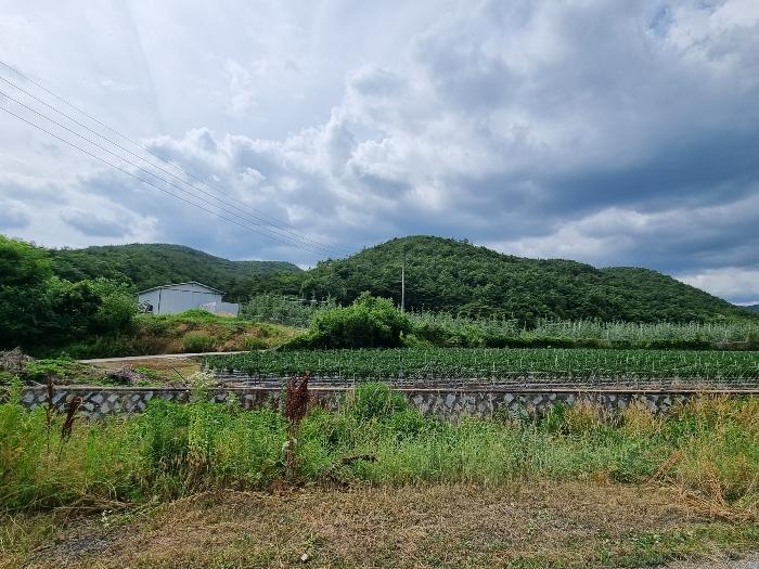 경상북도 의성군 점곡면 사촌리 산7 임야 경매 사진 1