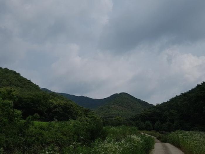 경상북도 의성군 점곡면 사촌리 산7 임야 경매 사진 10