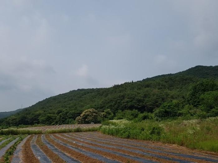 경상북도 의성군 점곡면 사촌리 산7 임야 경매 사진 13