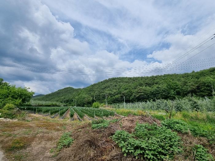 경상북도 의성군 점곡면 사촌리 산7 임야 경매 사진 3