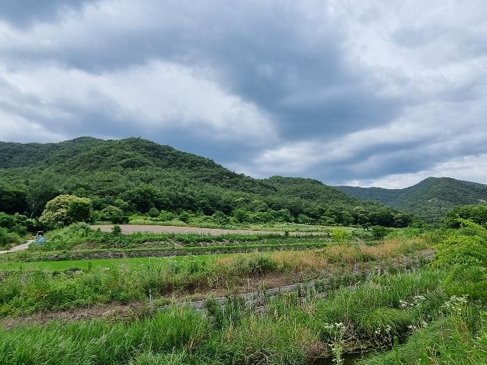 경상북도 의성군 점곡면 사촌리 산7 임야 경매 사진 7