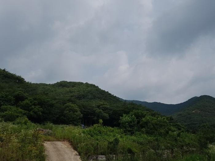 경상북도 의성군 점곡면 사촌리 산7 임야 경매 사진 9