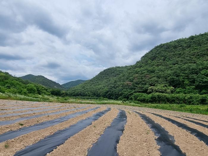 경상북도 의성군 점곡면 사촌리 산13-1 임야 경매 사진 4
